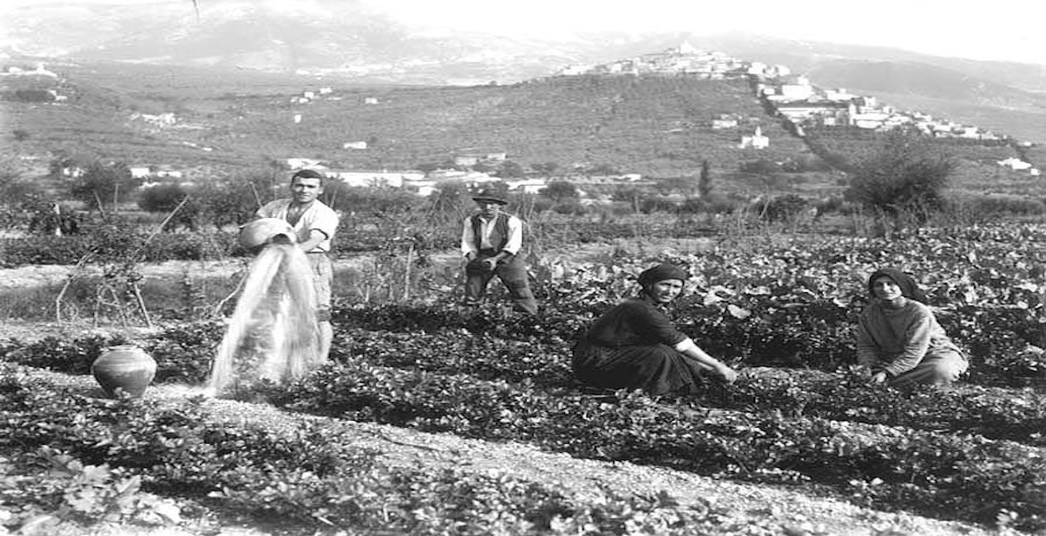 vintage photo, black and white portrait of peasants in a celery field - Trevi